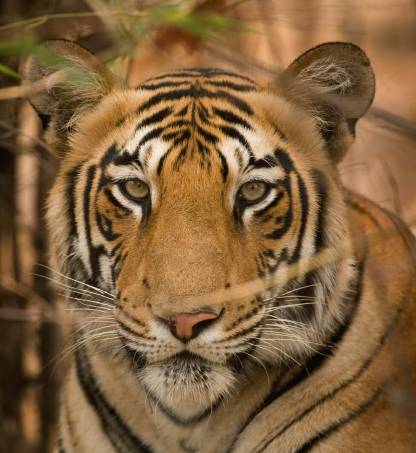 A Complete Guide to Ranthambore Tiger Safari