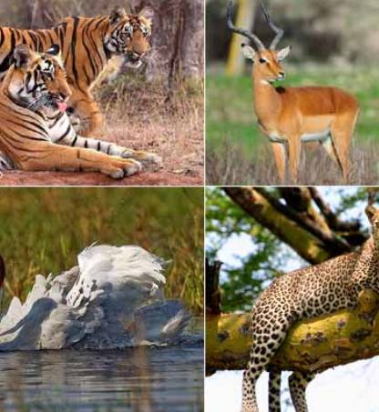 Top National Parks & Wildlife Sanctuaries in Rajasthan