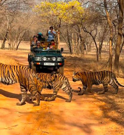 How to Book Ranthambore Safari Ticket Online – Tour Guide?