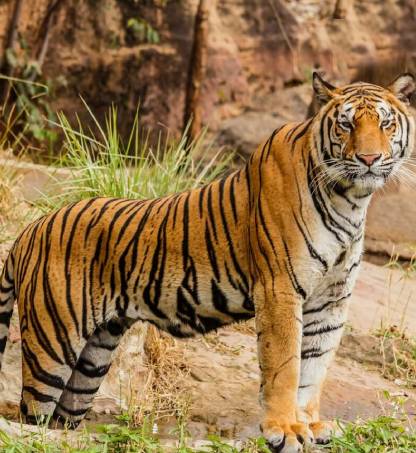 How to Get the Best Deals on Ranthambore Safari Booking?