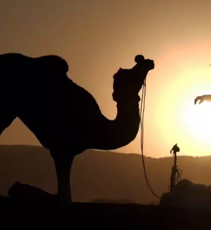 Pushkar Mela 2024: Everything You Need To Know