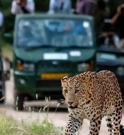 Best Time to Visit Jhalana Leopard Safari – Jaipur