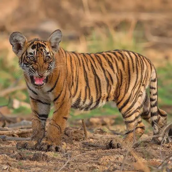 Ranthambore