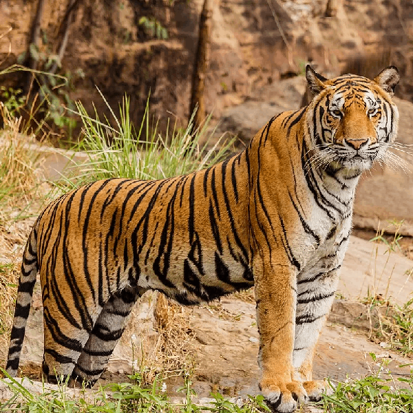 Nainital Jim Corbett Tour Package 6 Days