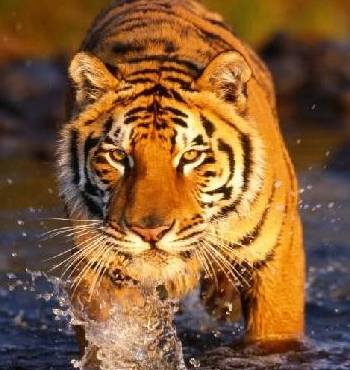 Jaipur Tour Package 4 Nights 5 Days