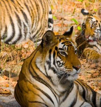 Golden Triangle Tour With Ranthambore