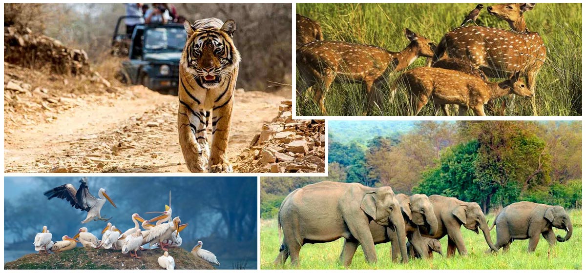 Rajasthan Wildlife Tour - The Pink City Holidays