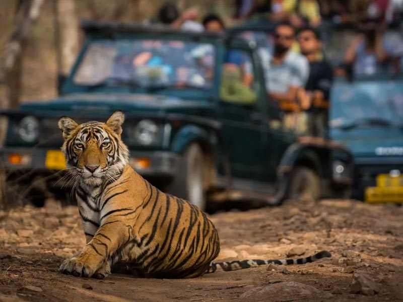 rajasthan-wildlife