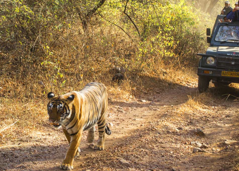 Ranthambore Safari