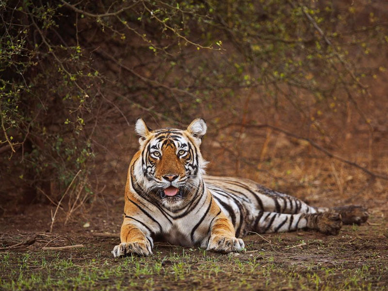 sariska