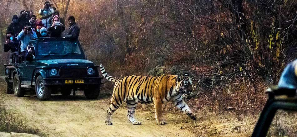 Sariska Tiger Reserve