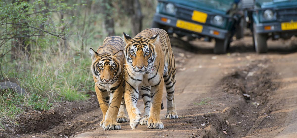 3day-ranthambore