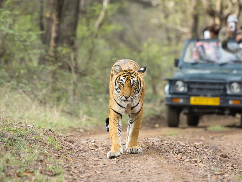 ranthambore-ab