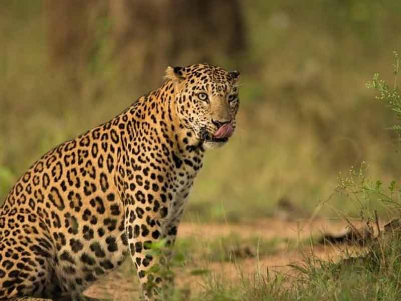 jhalana-leopard