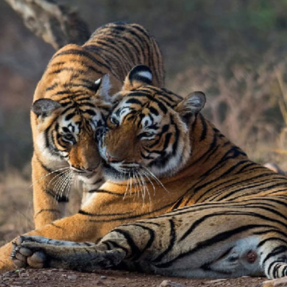 Jaipur Ranthambore 4 Days Tour