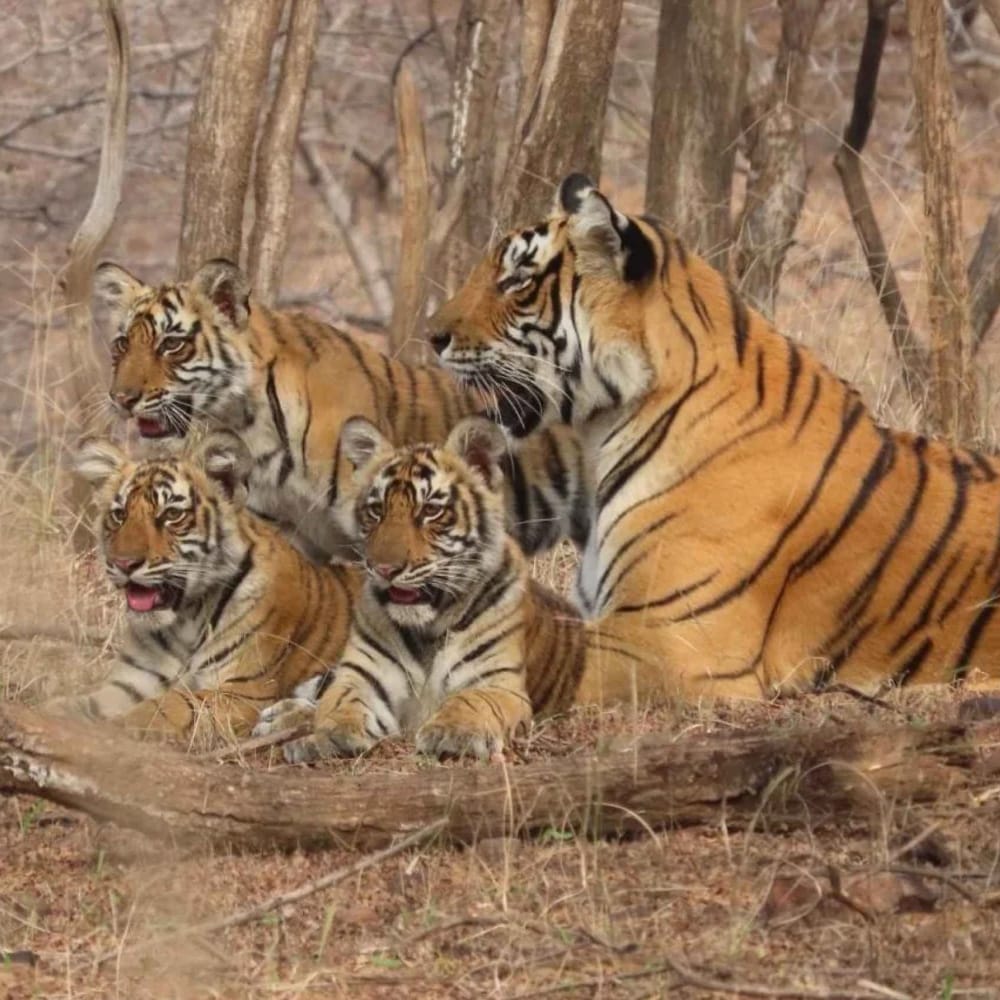 Jaipur-Ranthambore-Tour Jaipur-Ranthambore-Tour