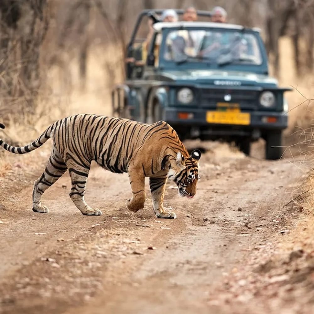 Jaipur-Ranthambore-Tour1 Jaipur-Ranthambore-Tour1