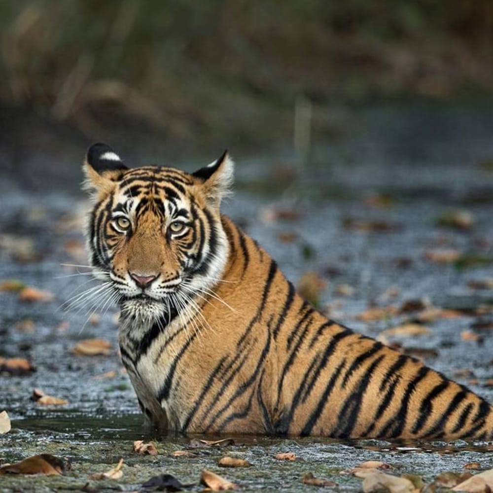 Jaipur-Ranthambore-Tour2 Ranthambore Private Tour Package