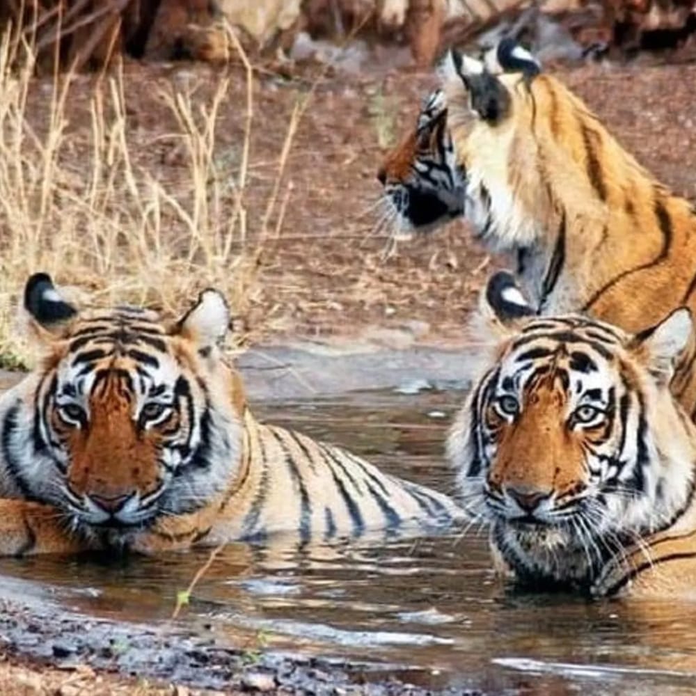 Jaipur-Ranthambore-Tour3 Jaipur-Ranthambore-Tour3