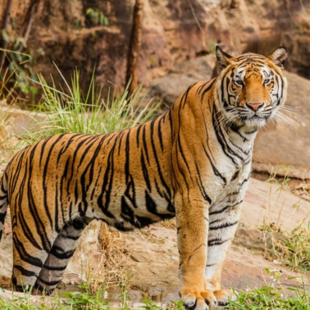 Rajasthan’s Wildlife & Heritage 7 Days Tour