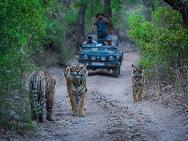 ranthambore-gttt