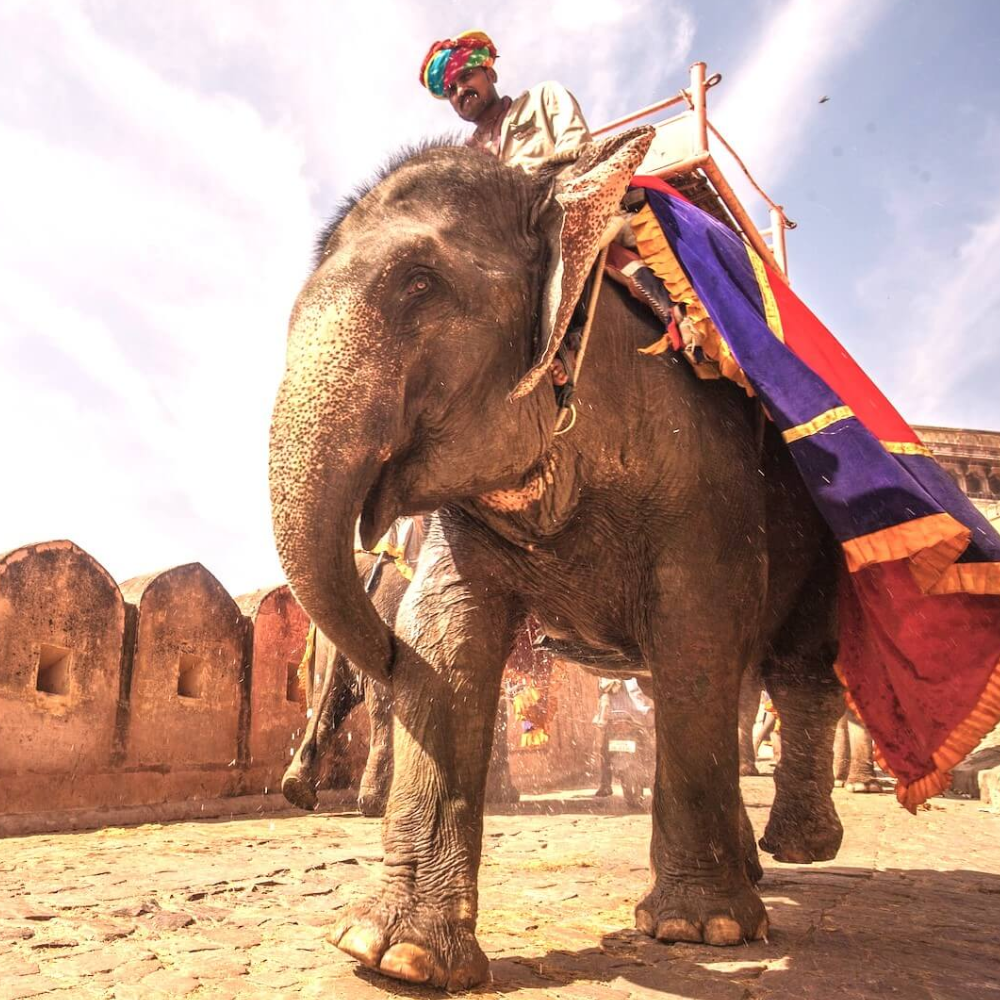 jaipur-amber-fort jaipur-amber-fort