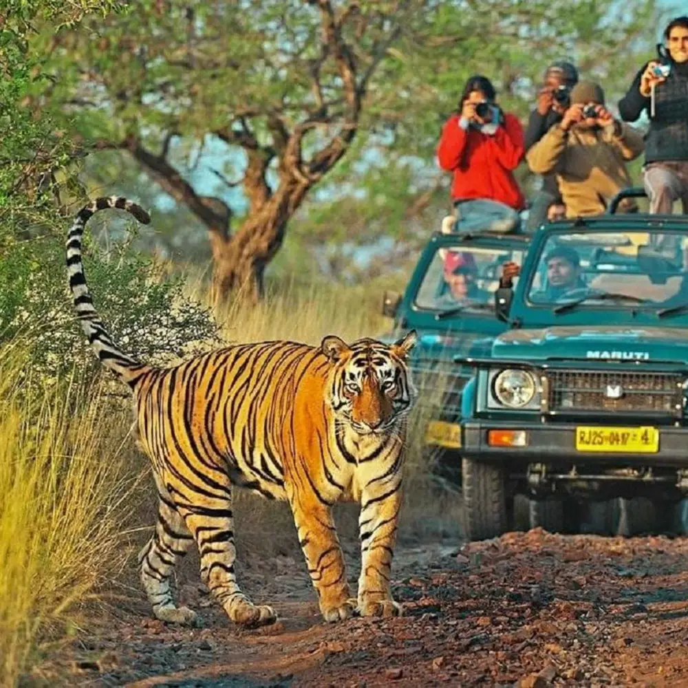 Private Golden Triangle Tour with Ranthambore Tigers
