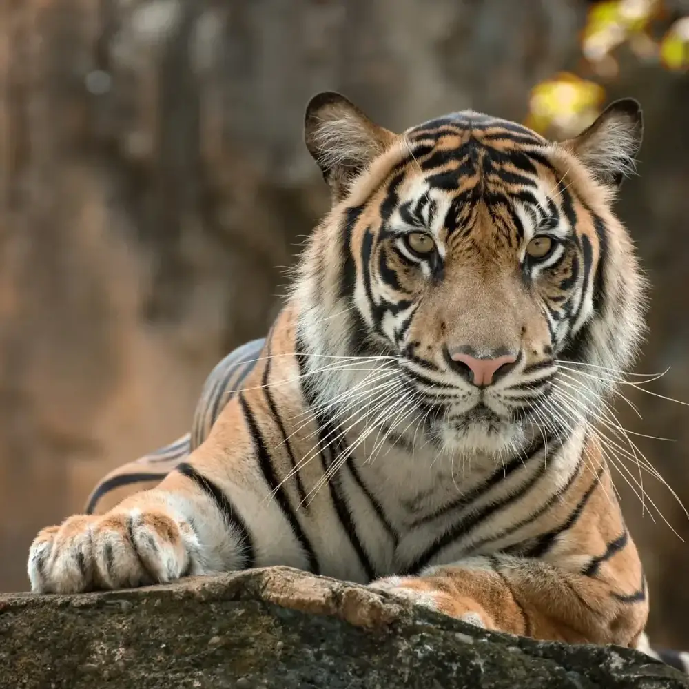 Private Golden Triangle Tour with Ranthambore Tigers