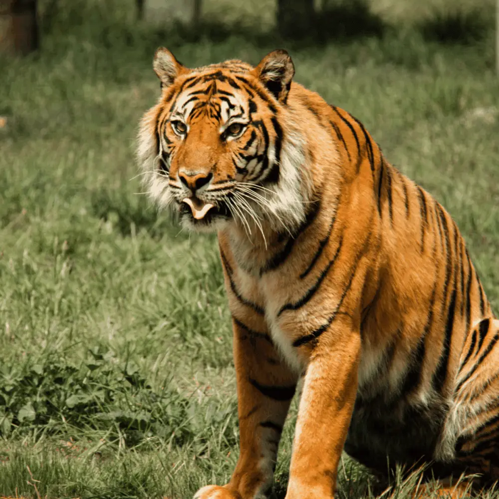 Private Golden Triangle Tour with Ranthambore Tigers