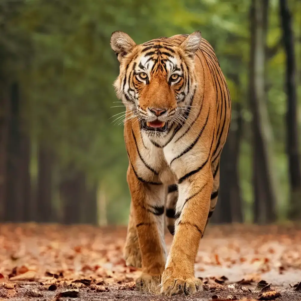 Private Golden Triangle Tour with Ranthambore Tigers