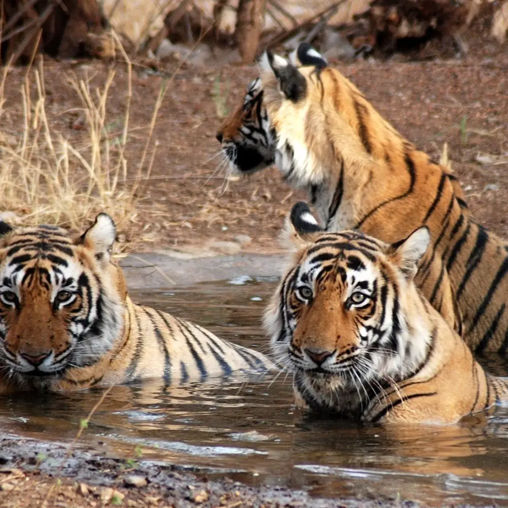 Private Golden Triangle Tour with Ranthambore Tigers