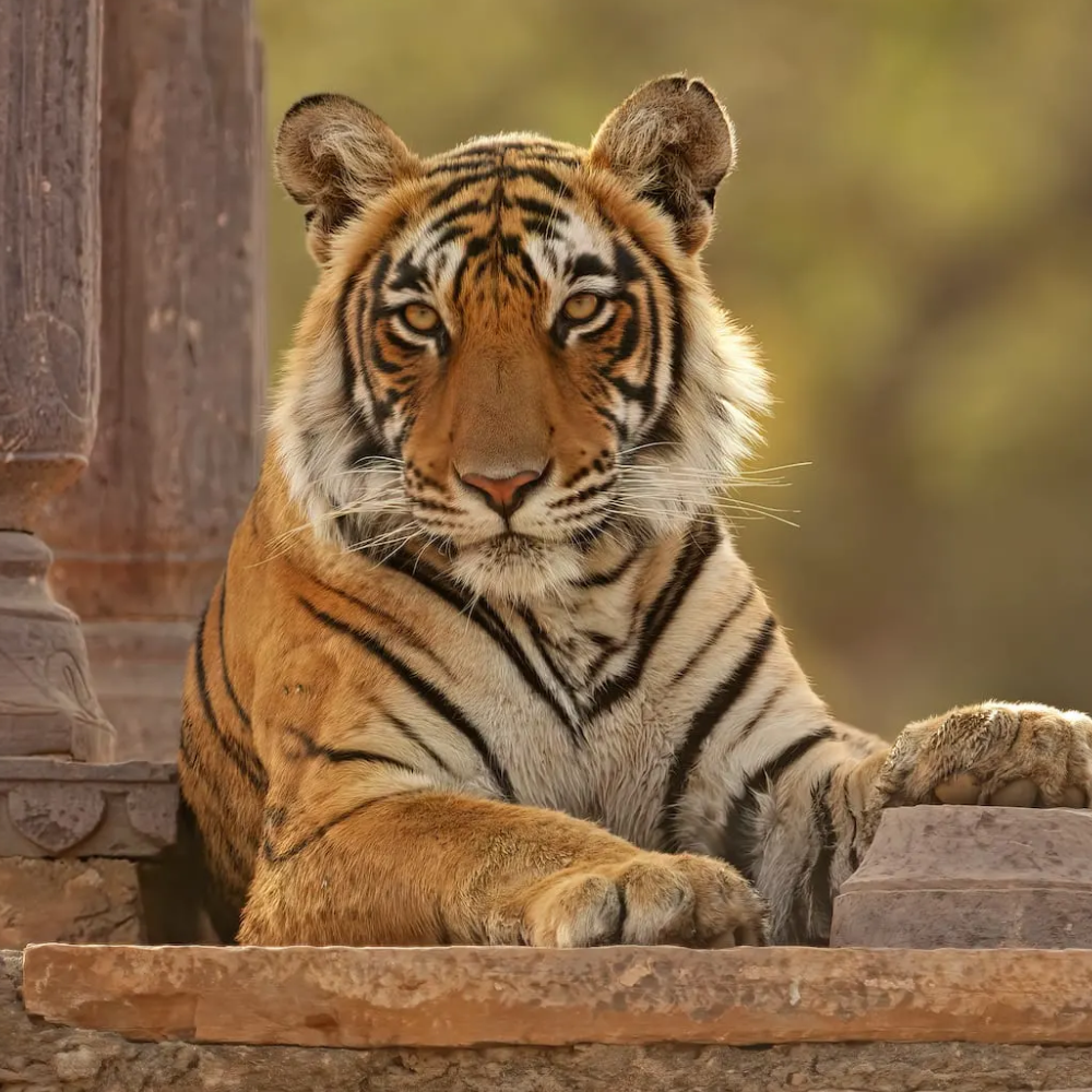 ranthambore (2) ranthambore (2)