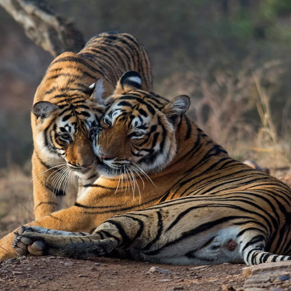 ranthambore ranthambore